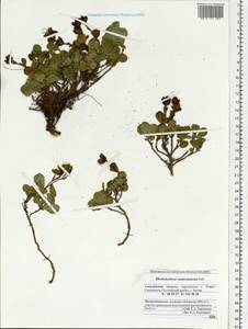 Rhododendron camtschaticum Pall., Siberia, Russian Far East (S6) (Russia)