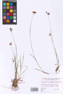 Luzula multiflora (Ehrh.) Lej., Eastern Europe, North-Western region (E2) (Russia)