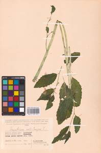 Impatiens noli-tangere L., Eastern Europe, Western region (E3) (Russia)