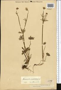 Ranunculus pedatifidus Sm., Middle Asia, Dzungarian Alatau & Tarbagatai (M5) (Kazakhstan)