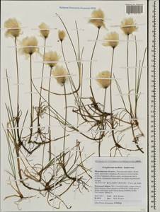 Eriophorum × medium Andersson, Eastern Europe, Northern region (E1) (Russia)