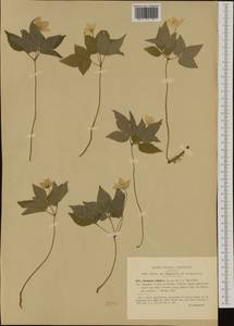 Anemone trifolia L., Western Europe (EUR) (Italy)