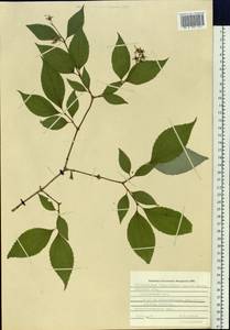 Philadelphus tenuifolius Rupr. & Maxim., Siberia, Russian Far East (S6) (Russia)