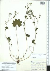 Alchemilla micans Buser, Eastern Europe, Central region (E4) (Russia)