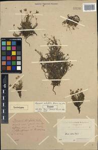 Cherleria arctica (Steven ex Ser.) A. J. Moore & Dillenb., Siberia, Yakutia (S5) (Russia)