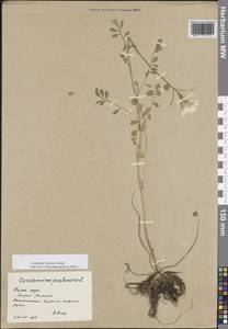 Cardamine pratensis subsp. dentata (Schult.) Čelak., Eastern Europe, Northern region (E1) (Russia)