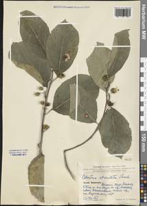 Celastrus orbiculatus Thunb., South Asia, South Asia (Asia outside ex-Soviet states and Mongolia) (ASIA) (China)