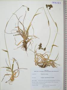 KHA9227, Scirpus maximowiczii C.B.Clarke, Siberia, Russian Far East (S6) (Russia)