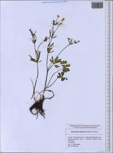 Ranunculus amblyodon (Markl.) Ericsson, Eastern Europe, Middle Volga region (E8) (Russia)