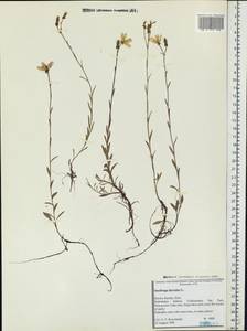 Saxifraga hirculus, Eastern Europe, Northern region (E1) (Russia)