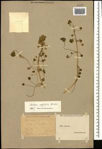 Malva neglecta Wallr., Caucasus, Stavropol Krai, Karachay-Cherkessia & Kabardino-Balkaria (K1b) (Russia)