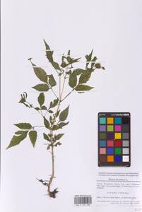 Bidens frondosa L., Eastern Europe, Moscow region (E4a) (Russia)