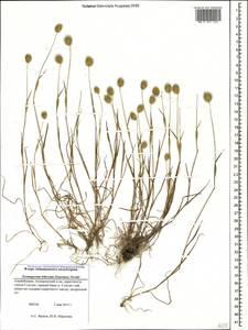 Eremopyrum triticeum (Gaertn.) Nevski, Caucasus, Azerbaijan (K6) (Azerbaijan)