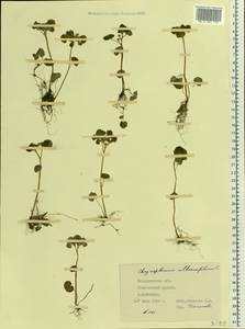 Chrysosplenium alternifolium L., Eastern Europe, West Ukrainian region (E13) (Ukraine)