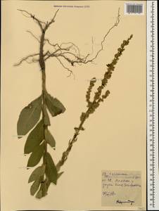 Verbascum phlomoides L., Caucasus, Stavropol Krai, Karachay-Cherkessia & Kabardino-Balkaria (K1b) (Russia)