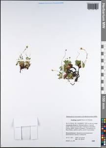 Micranthes merkii subsp. merkii, Siberia, Russian Far East (S6) (Russia)