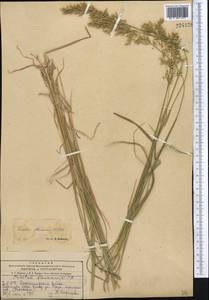 Trisetum flavescens (L.) P.Beauv., Middle Asia, Kopet Dag, Badkhyz, Small & Great Balkhan (M1) (Turkmenistan)