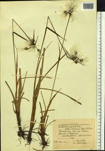 Eriophorum gracile W.D.J.Koch, Siberia, Russian Far East (S6) (Russia)