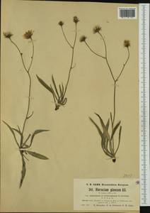 Hieracium glaucum subsp. nipholepium Nägeli & Peter, Western Europe (EUR) (Switzerland)