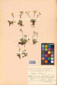 Micranthes stellaris subsp. stellaris, Eastern Europe, Northern region (E1) (Russia)