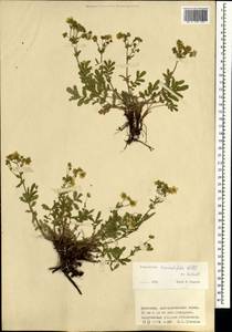 Potentilla tanacetifolia Willd. ex D. F. K. Schltdl., Mongolia (MONG) (Mongolia)