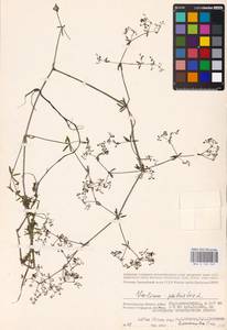 Galium palustre L., Eastern Europe, Lower Volga region (E9) (Russia)