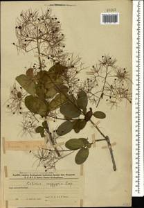 Cotinus coggygria Scop., Caucasus, Azerbaijan (K6) (Azerbaijan)