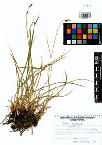 Carex cespitosa L., Siberia, Baikal & Transbaikal region (S4) (Russia)