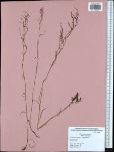 Rumex acetosella L., Eastern Europe, Central region (E4) (Russia)