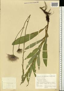 Cirsium pannonicum (L. fil.) Link, Eastern Europe, Central region (E4) (Russia)