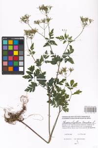 Chaerophyllum temulum L., Eastern Europe, Moscow region (E4a) (Russia)