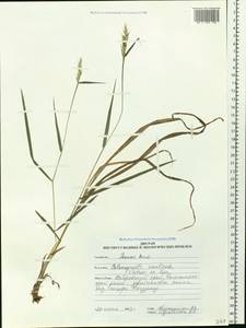 Calamagrostis arundinacea (L.) Roth, Siberia, Russian Far East (S6) (Russia)