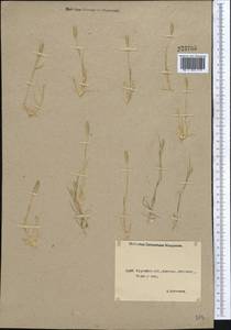 Sporobolus alopecuroides (Piller & Mitterp.) P.M.Peterson, Middle Asia, Northern & Central Kazakhstan (M10) (Kazakhstan)