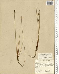 Eleocharis mamillata (H.Lindb.) H.Lindb., Eastern Europe, Central region (E4) (Russia)