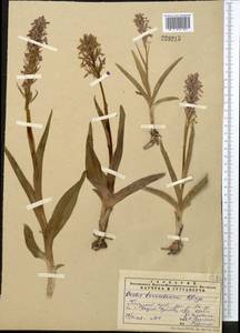 Dactylorhiza incarnata subsp. cilicica (Klinge) H.Sund., Middle Asia, Pamir & Pamiro-Alai (M2) (Uzbekistan)