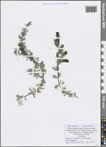 Myriophyllum spicatum L., Caucasus, Black Sea Shore (from Novorossiysk to Adler) (K3) (Russia)