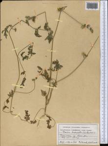 Torilis leptophylla (L.) Rchb. fil., Middle Asia, Kopet Dag, Badkhyz, Small & Great Balkhan (M1) (Turkmenistan)