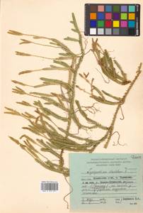 Lycopodium clavatum L., Siberia, Russian Far East (S6) (Russia)