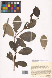 Populus suaveolens Fisch., Siberia, Russian Far East (S6) (Russia)