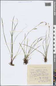 Carex pediformis C.A.Mey., Eastern Europe, Eastern region (E10) (Russia)