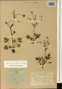 Ranunculus oxyspermus Willd., Caucasus, Stavropol Krai, Karachay-Cherkessia & Kabardino-Balkaria (K1b) (Russia)