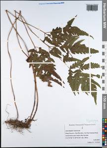 Polypodiopsida, South Asia, South Asia (Asia outside ex-Soviet states and Mongolia) (ASIA) (Vietnam)