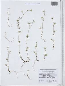Sherardia arvensis L., Caucasus, Krasnodar Krai & Adygea (K1a) (Russia)