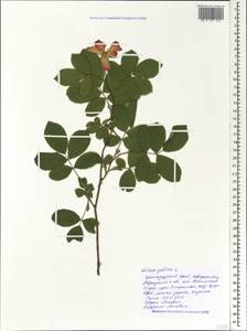 Rosa gallica L., Caucasus, Black Sea Shore (from Novorossiysk to Adler) (K3) (Russia)