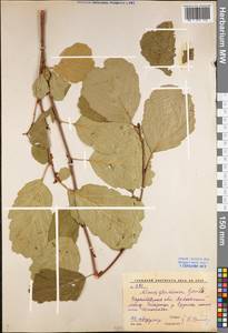 Alnus glutinosa (L.) Gaertn., Eastern Europe, Lower Volga region (E9) (Russia)