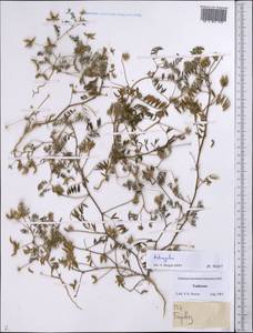 Astragalus, Middle Asia, Pamir & Pamiro-Alai (M2) (Tajikistan)