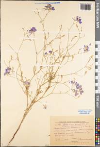 Delphinium consolida subsp. consolida, Eastern Europe, Lower Volga region (E9) (Russia)