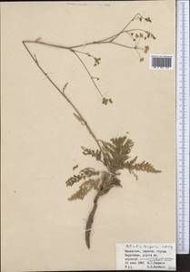 Palimbia turgaica Lipsky, Middle Asia, Muyunkumy, Balkhash & Betpak-Dala (M9) (Kazakhstan)