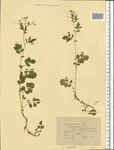 Cardamine amara L., Eastern Europe, Central forest region (E5) (Russia)