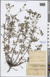 Potentilla argentea L., Eastern Europe, Moscow region (E4a) (Russia)